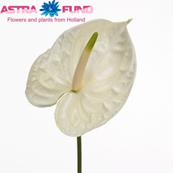 Anthurium Andreanum Grp 'Jamaica' Foto