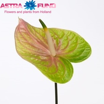 Anthurium Andreanum Grp Lucardi Foto