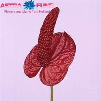 Anthurium Andreanum Grp Magic Red Foto