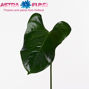 Anthurium Andreanum Grp Manaka (blad) fotografija