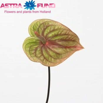 Anthurium Andreanum Grp Marijke (antique) fotografija