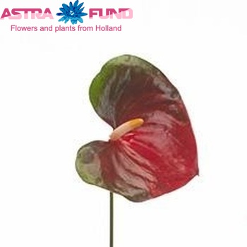 Anthurium Andreanum Grp Mars Improved fotografija