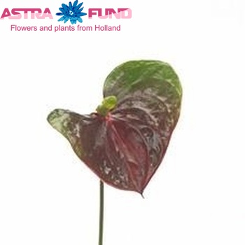 Anthurium Andreanum Grp Mars Improved (antique) fotografija