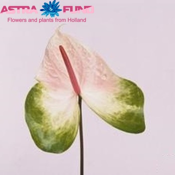 Anthurium Andreanum Grp Marshall fotografija