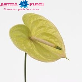 Anthurium Andreanum Grp Marysia fotografija