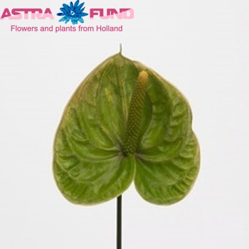 Anthurium Andreanum Grp Marysia (antique) fotografija