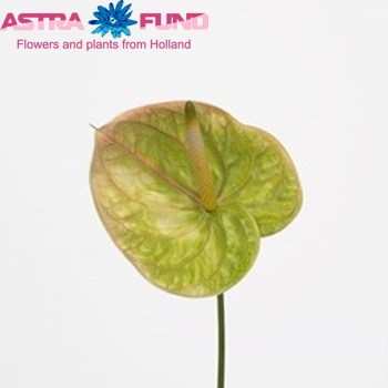 Anthurium Andreanum Grp Marysia (classic) fotografija