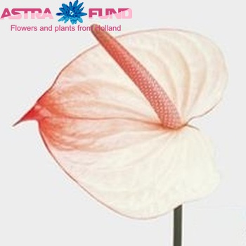 Anthurium Andreanum Grp Maxima fotografija