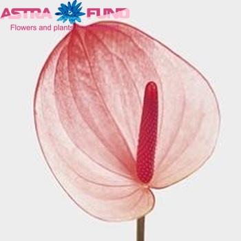 Anthurium Andreanum Grp Maxima Elegancia Foto