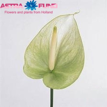 Anthurium Andreanum Grp Maxima Graciosa Foto