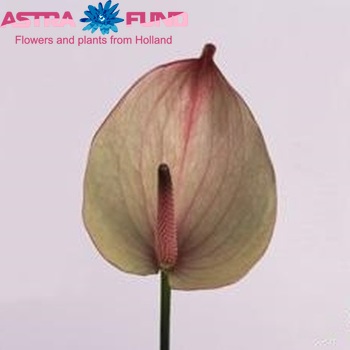 Anthurium Andreanum Grp Maxima Verde Foto