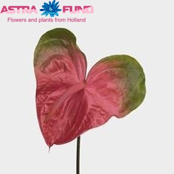 Anthurium Andreanum Grp Monet fotografija