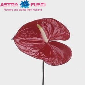 Anthurium Andreanum Grp Montero fotografija