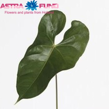 Anthurium Andreanum Grp Montero (blad) fotografija
