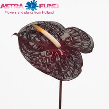 Anthurium Andreanum Grp Morano fotografija