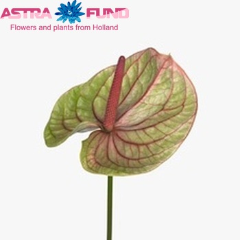 Anthurium Andreanum Grp Mozaiek Fresh fotografija
