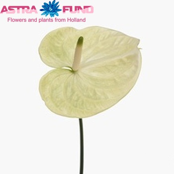 Anthurium Andreanum Grp Mozaiek Mint fotografija