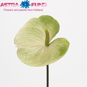 Anthurium Andreanum Grp Mozaiek Mint (classic) fotografija