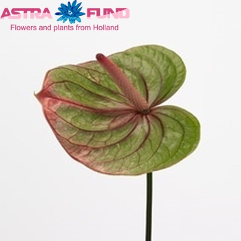 Anthurium Andreanum Grp Mozaiek Queen fotografija