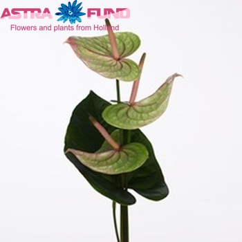 Anthurium Andreanum Grp Mozaiek Queen boeket fotografija