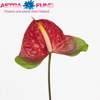 Anthurium Andreanum Grp Narita fotografija