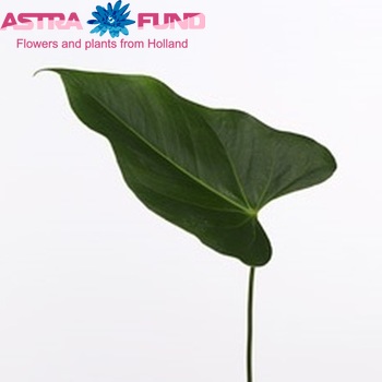 Anthurium Andreanum Grp Narita (blad) fotografie