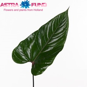 Anthurium Andreanum Grp Nexia (blad) fotografie