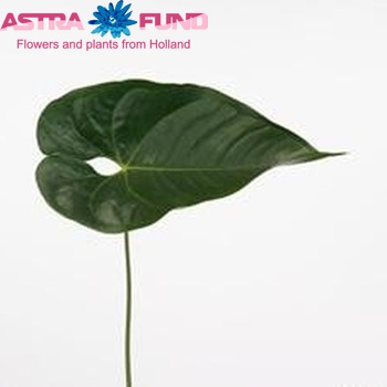 Anthurium Andreanum Grp Nunzia (blad) fotografie