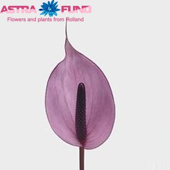 Anthurium Andreanum Grp Nexia fotografie