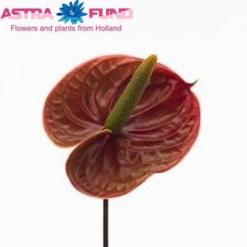 Anthurium Andreanum Grp 'Nightingale' fotografie