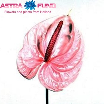 Anthurium Andreanum Grp 'Nova-Pearl' fotografie