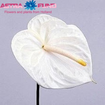 Anthurium Andreanum Grp 'Nova-Wit' fotografie