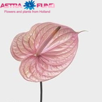 Anthurium Andreanum Grp Nunzia fotografie