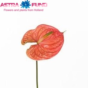 Anthurium Andreanum Grp Nunzia El Arte fotografie