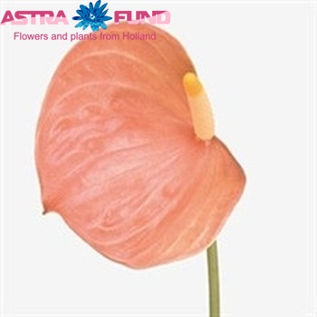 Anthurium Andreanum Grp 'Orange Love' fotografie