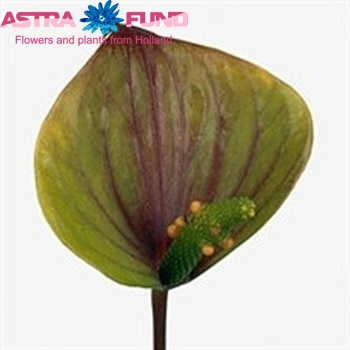 Anthurium Andreanum Grp 'Orange Love' (antique) fotografija