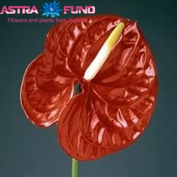 Anthurium Andreanum Grp 'Oranje Favoriet' fotografija