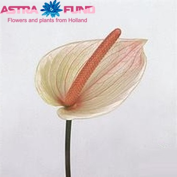 Anthurium Andreanum Grp 'Palma' fotografija