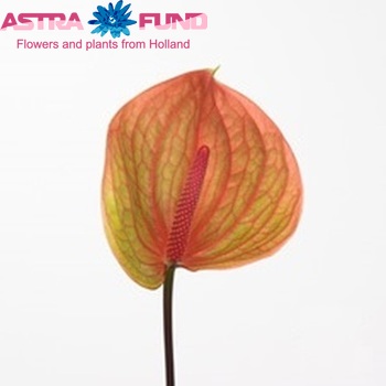 Anthurium Andreanum Grp Peach (classic) photo