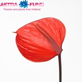 Anthurium Andreanum Grp Pure Orange photo