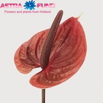 Anthurium Andreanum Grp Sirion (classic) fotografie