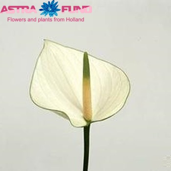 Anthurium Andreanum Grp 'Snowy' fotografie