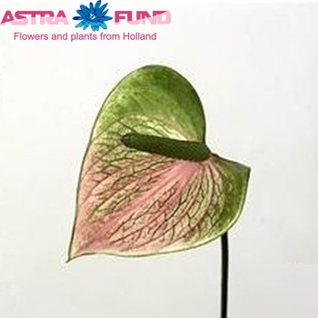Anthurium Andreanum Grp 'Snowy' (antique) fotografie