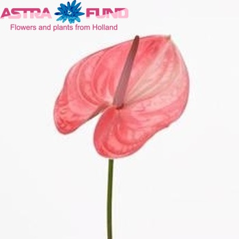 Anthurium Andreanum Grp Sonate Royal fotografie