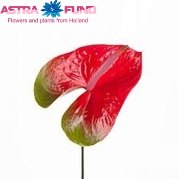 Anthurium Andreanum Grp Spice fotografie