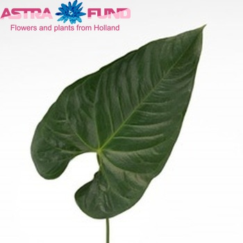 Anthurium Andreanum Grp Spice (blad) fotografie