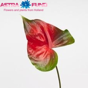 Anthurium Andreanum Grp Spice (semaforo) fotografie