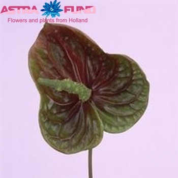 Anthurium Andreanum Grp Spirit (antique) fotografie