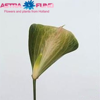 Anthurium Andreanum Grp Spring Love fotografie