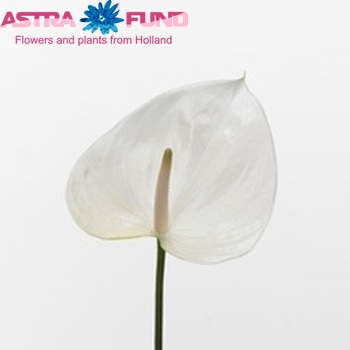 Anthurium Andreanum Grp Sumi fotografie
